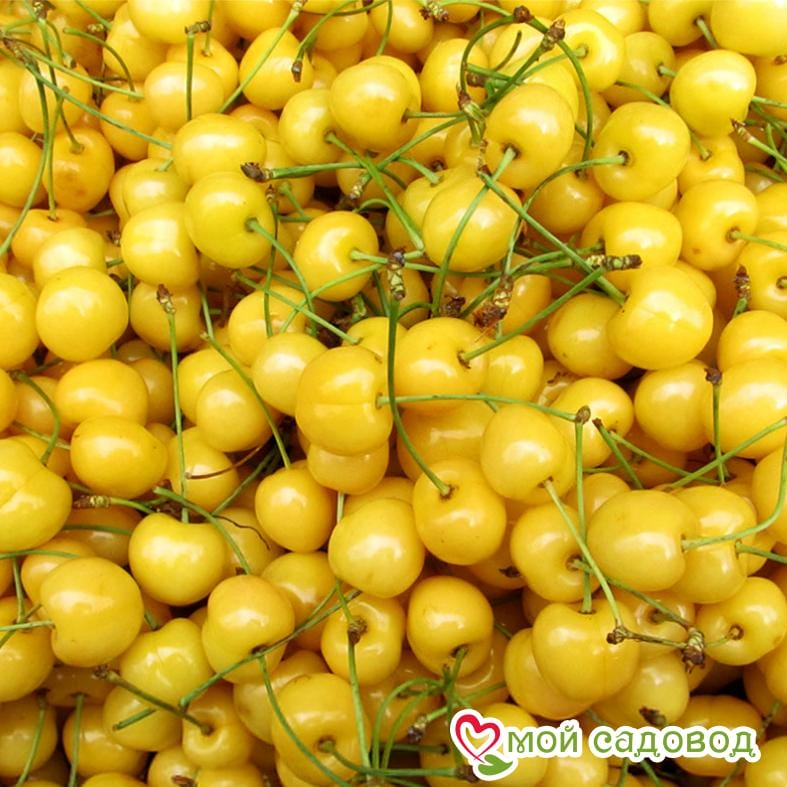 Черешня Дрогана желтая