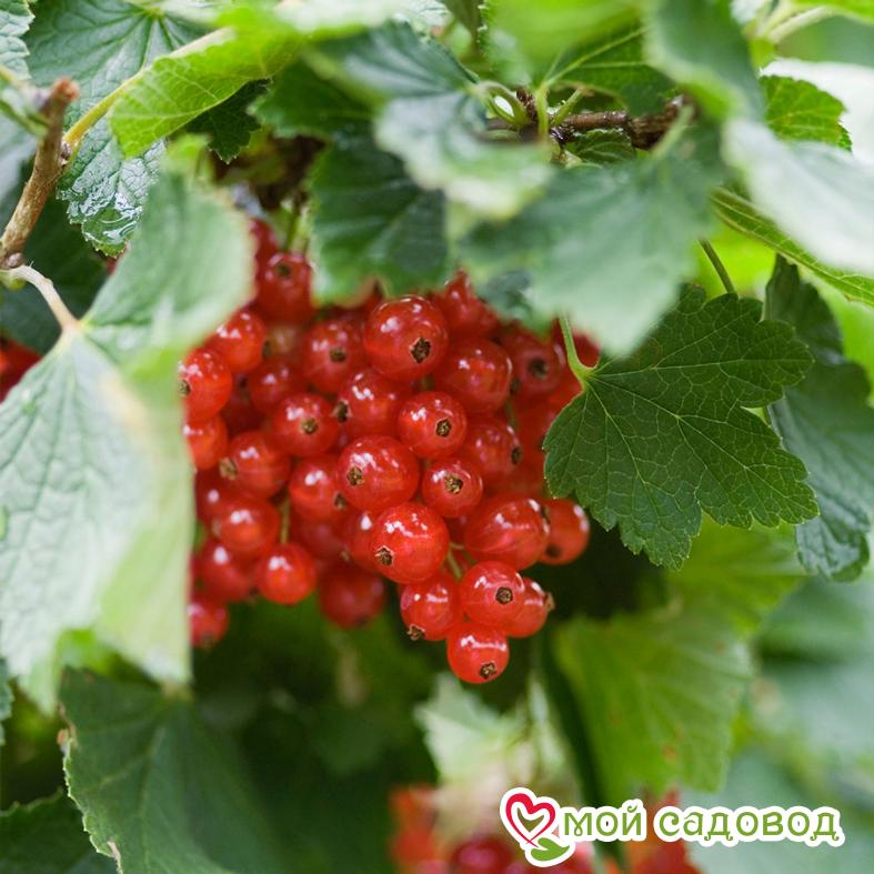 Красная смородина Натали