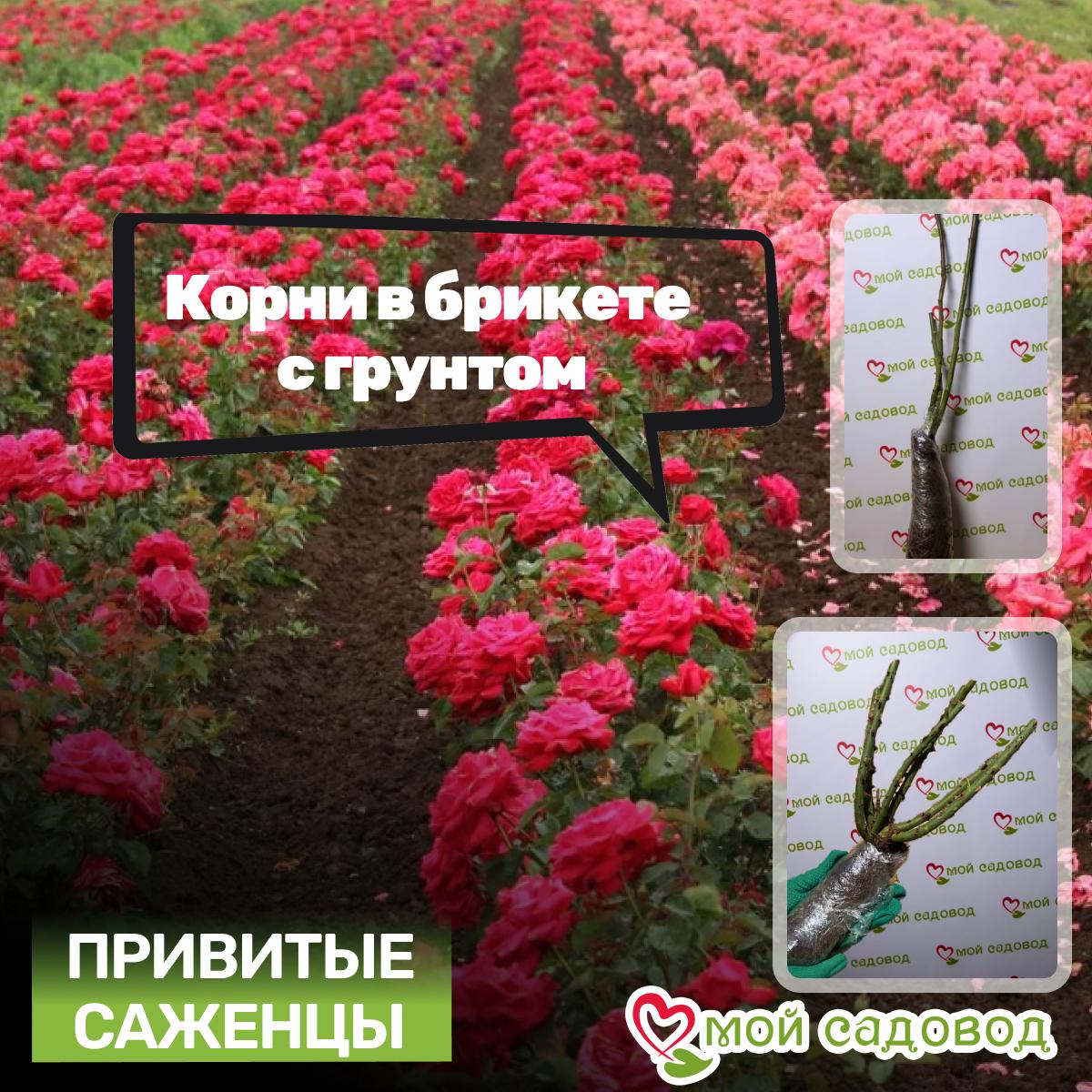 Роза Белла Перл