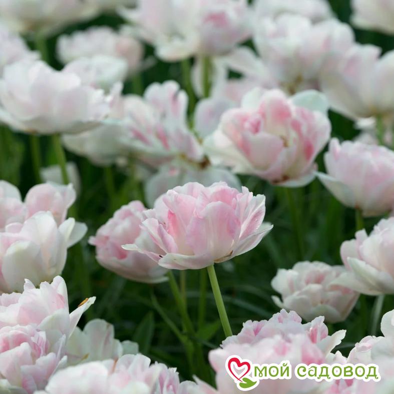 Тюльпан махровый Анжелика